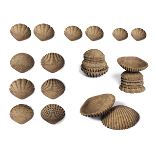 Tactile Shells, 36 Pieces