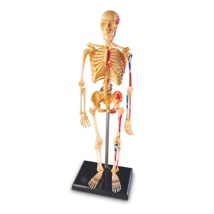Human Skeleton Anatomy Model
