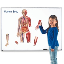 Double-Sided Magnetic Human Body, Set of 14