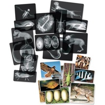 Animal X-Rays, 13 Pieces