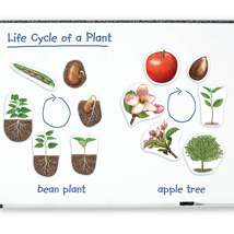 Magnetic Plant Life Cycle, Giant 