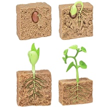 Life Cycle of A Green Bean Plant